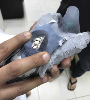 How Carrier Pigeon Was ‘Arrested’ After Being Caught Smuggling 200 Ecstasy Pills [Photos]