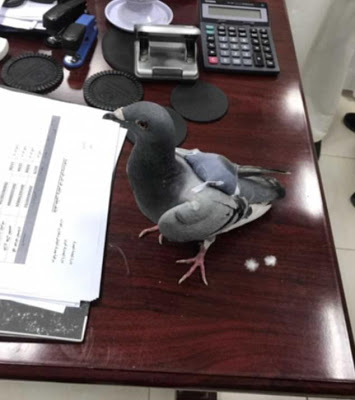 How Carrier Pigeon Was ‘Arrested’ After Being Caught Smuggling 200 Ecstasy Pills [Photos]