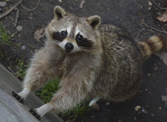 4-Month-Old Baby Girl Dragged Out Of Bed And Attacked By Raccoon