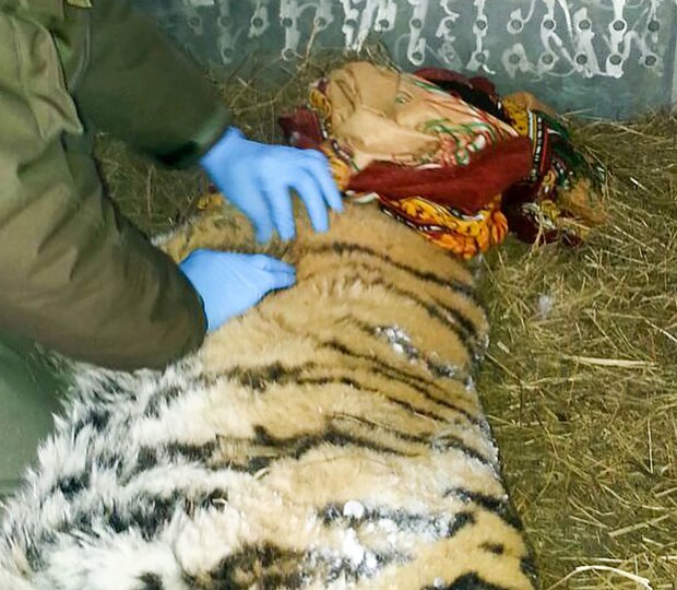 Desperate Tiger with Tooth Problem Leaves the Forest To Visit Humans [Photos]