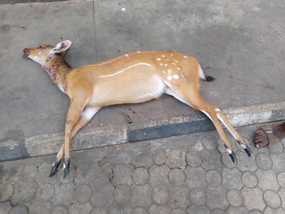 Excited Man Shows Off His Skill After Hunting Expedition in Owerri, Imo State[Photos]