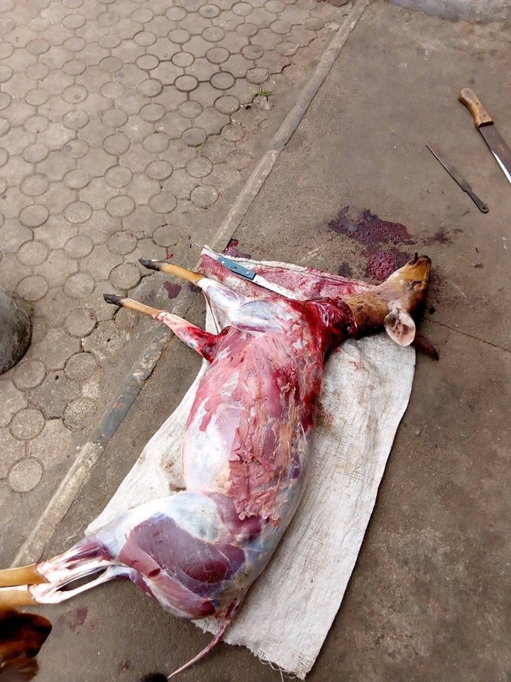 Excited Man Shows Off His Skill After Hunting Expedition in Owerri, Imo State[Photos]