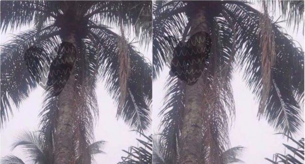 Man Mysteriously Died On Top of Palm Tree While Tapping Palm Wine in Imo State [Photos]