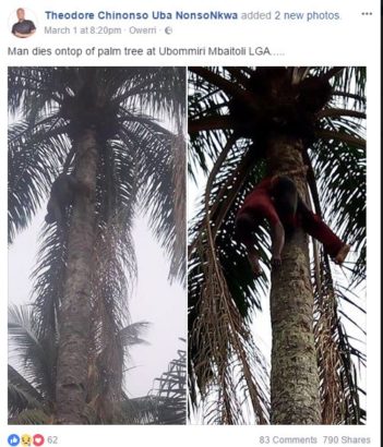 Man Mysteriously Died On Top of Palm Tree While Tapping Palm Wine in Imo State [Photos]