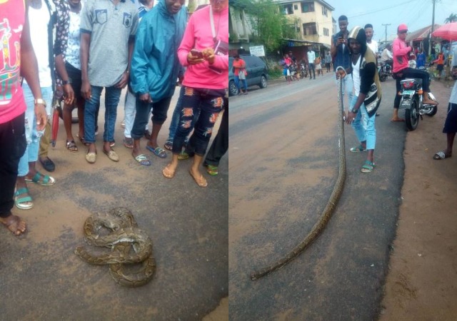 More Photos of a Dangerous Python Killed In Owerri