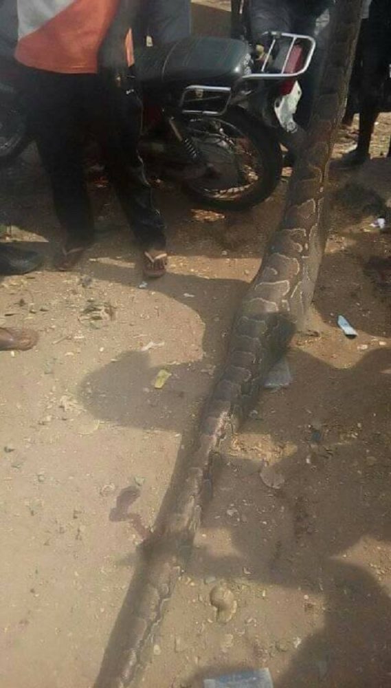 Man Kills Giant Snake That Swallowed His Dog in Anambra [Photos]