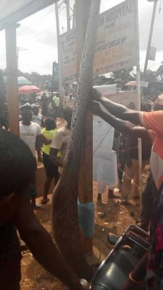 Man Kills Giant Snake That Swallowed His Dog in Anambra [Photos]