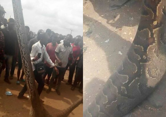 Man Kills Giant Snake That Swallowed His Dog in Anambra [Photos]