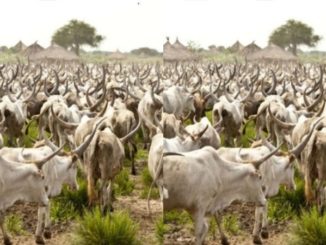 Cows may cost N2m each if Lagos passes anti-grazing bill - Miyetti Allah