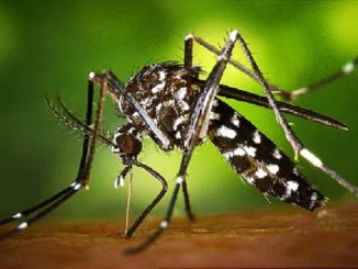 WHO Announces Plan to Sterilize Male Mosquitoes