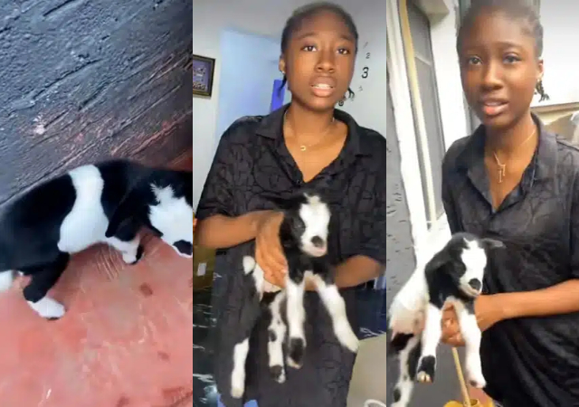 Nigerian mom gifts daughter pet goat as ‘new sister’