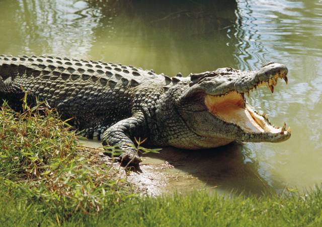 Missing man found inside crocodile