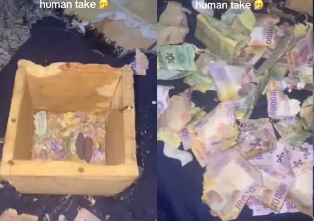 “This is heartbreaking" - Reactions as rats feasts on woman's savings in viral video