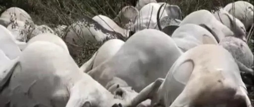 Lightning Kills Eight Cows in Ondo 