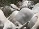 Lightning Kills Eight Cows in Ondo